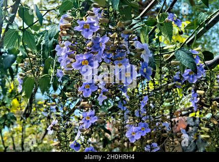 Bengalische Trompete (Thunbergia grandiflora), Atitlan-See, Guatemala Stockfoto