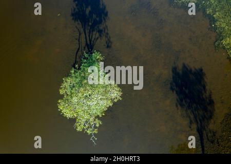 Eine Drohnenantenne, die direkt auf einen grünen Baum in einer schmutzigen, flachen Lagune mit Schatten und Vegetation blickt Stockfoto