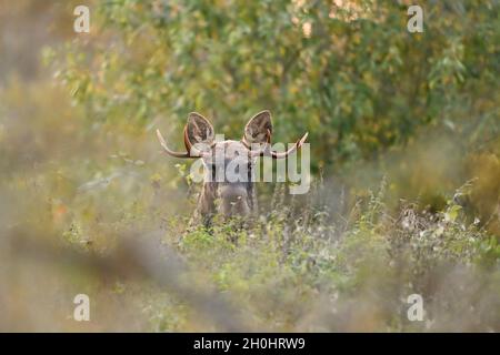 Elchbulle in der Herbstlandschaft Stockfoto