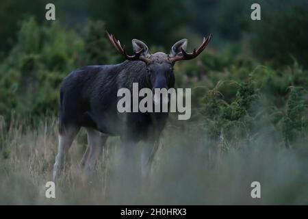 Ein großer Bullenelch mit großem Geweih am späten Abend Stockfoto