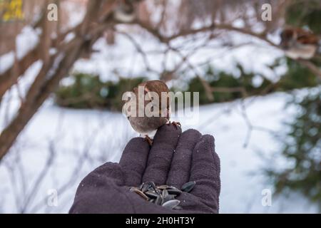 Sperling frisst Samen aus der Hand eines Mannes. Ein Sperlingsvögel, der auf der Hand sitzt und Nüsse isst. Tierpflege im Winter oder Herbst. Stockfoto