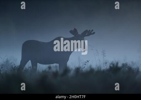 Elchbulle, der in der Sommernacht im Nebel herumläuft Stockfoto