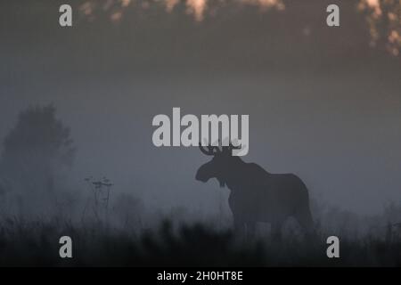 Elch im Nebel in der Dämmerung Stockfoto