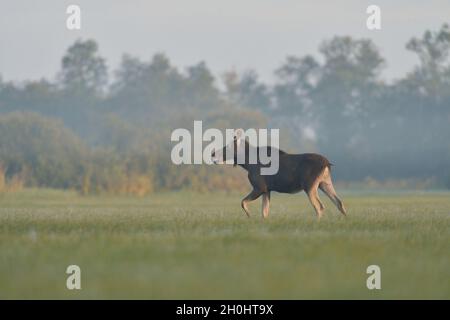 Elch Kuh zu Fuß in die nebligen Wiese Stockfoto