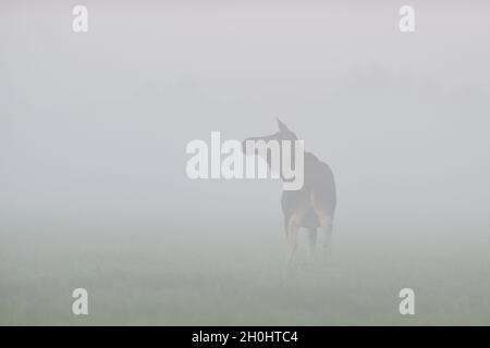 Elch Kuh im Nebel Stockfoto