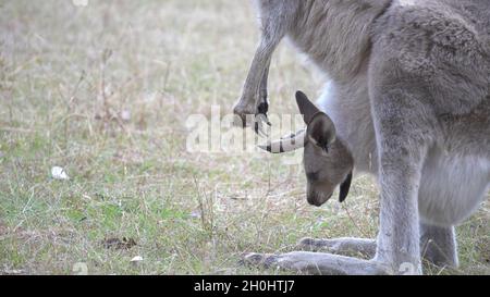 Nahaufnahme eines Känguru joey in der Tasche seiner Mutter Stockfoto
