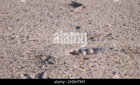 Kleine Seeschwalbe und Eier am Strand Stockfoto