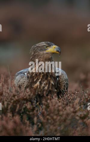Adlerportrait im Herbstmoor Stockfoto