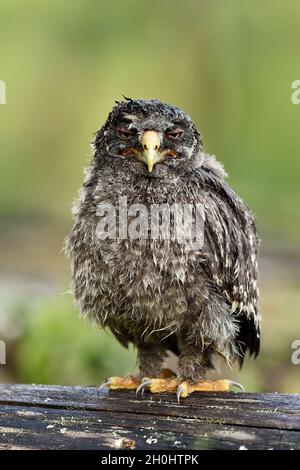 Große graue Eule Küken im Wald nach dem Regen Stockfoto