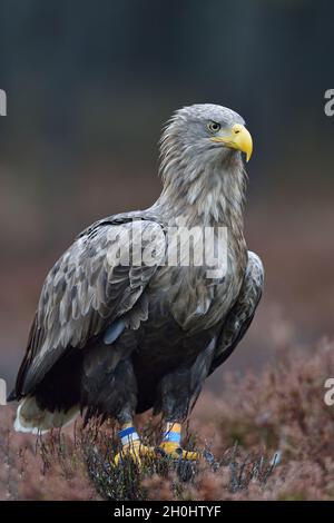 Seeadler im Herbst Stockfoto