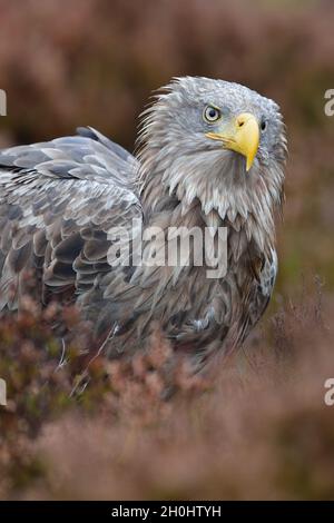 Seeadler in Herbstfarben. Adler im Herbstmoor. Stockfoto