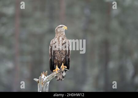 Seeadler auf einem Baum im Winter. Greifvögel auf einem Baum. Stockfoto