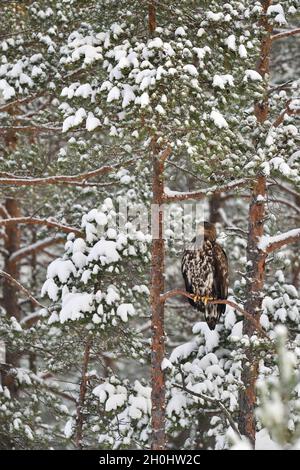 Adler auf einem schneebedeckten Baum im Winter. Greifvögel im Winter. Seeadler. Stockfoto