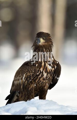 Adler auf Schnee im Winter. Birds Of Prey auf Schnee. Seeadler. Stockfoto