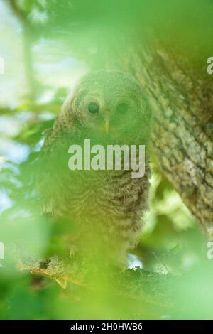 Juvenile Habichtskauz Stockfoto