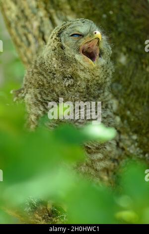 Juvenile Habichtskauz gähnt Stockfoto