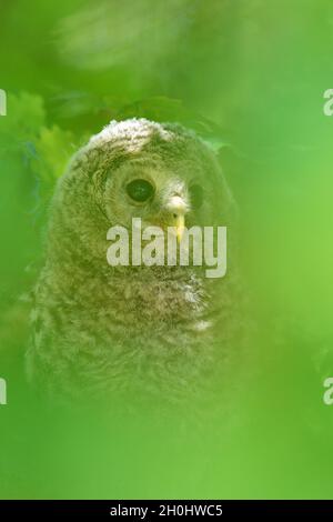 Juvenile Habichtskauz Stockfoto