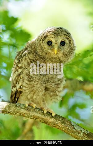 Habichtskauz juvenile Stockfoto