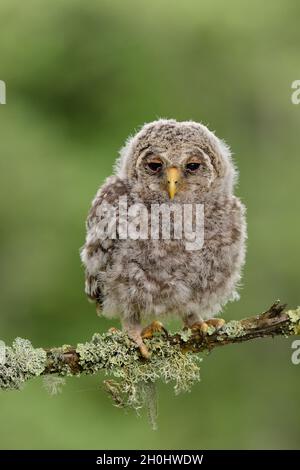 Juvenile Habichtskauz Stockfoto