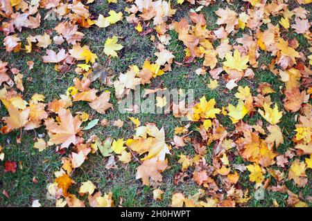 Rote, grüne und gelbe Blätter auf dem Boden. Ahornblätter auf grünem Gras als Hintergrund. Herbst Stockfoto