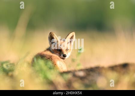 Red Fox Kit ruhen in der Sonne Stockfoto