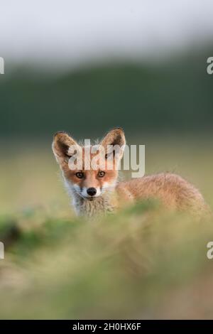 Red Fox Kit Porträt. Rotfuchs Welpen Porträt Stockfoto