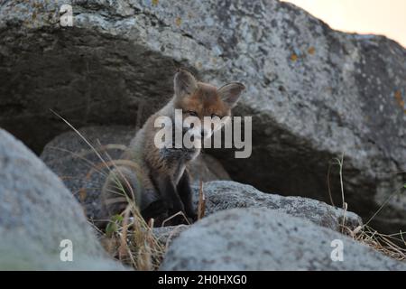 Rotfuchs Welpen Stockfoto