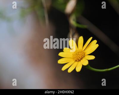 Kleine frische und Natur blühende gelbe Gänseblümchen, Nahaufnahme, wählen Sie Fokus geringe Schärfentiefe Stockfoto