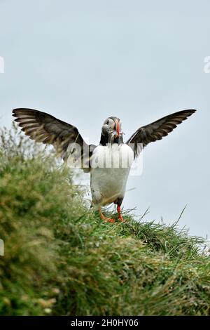 Papageitaucher Schnabel voller Fische. Papageitaucher Flügelspannweite. Stockfoto