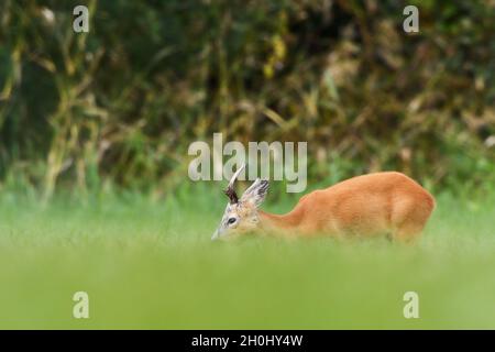 Roebuck beim frischen Essen auf der Wiese Stockfoto