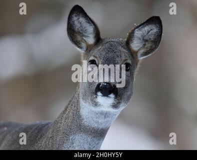 Reh-Portrait im Winterwald Stockfoto
