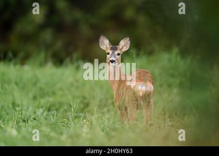 Reh Rehkitz Stockfoto