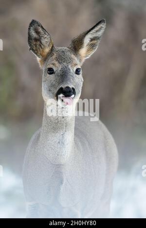 Reh-Porträt. Reh mit Zunge Stockfoto