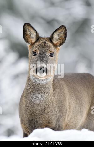 Reh (Capreolus Capreolus) Porträt im Winter. Reh mit verschneiten Hintergrund. Rehe im Winter. Rehe im Wald. Reh mit schneebedeckten Bäumen o Stockfoto