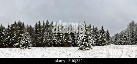 Winterwaldpanorama, Fichten mit Schnee bedeckt. Willkommen in Estland. Stockfoto