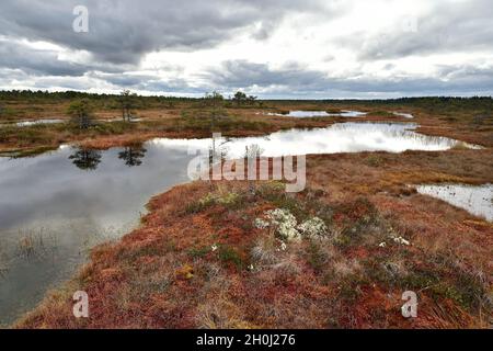 Moor-Landschaft im Herbst. Moor-Pools. Bewölkter Himmel. Kakerdaja Moor, Estland. Stockfoto