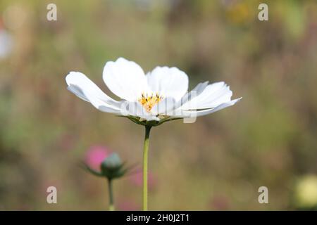Weiße kosmee im Profil, isoliert vor einem verschwommenen Hintergrund. Stockfoto