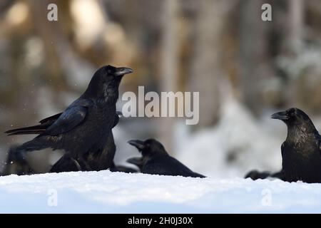 Raben auf Schnee im Winter Stockfoto
