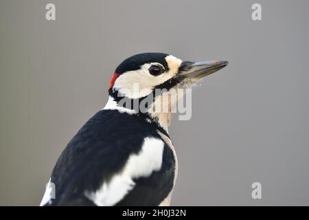 Der Buntspecht (Dendrocopus major) Stockfoto