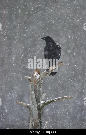 Gemeiner Rabe auf einem Baum im Schneefall Stockfoto