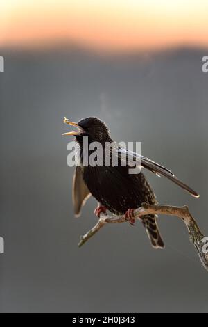 Gemeinsamen Star (Sturnus Vulgaris) singen. Europäische Starling. Sunrise. Frühling-Anrufer. Stockfoto