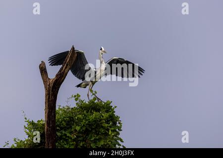 Graureiher (Ardea cinerea), der auf einem Baum landet Stockfoto