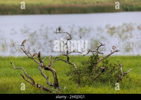 Chinesischer Teichreiher (Ardeola bacchus), der auf einem toten Baum steht Stockfoto