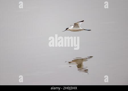 Pied Avocet (Recurvirostra avosetta) fliegen über Wasser Stockfoto