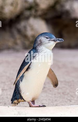 Pinguine im Wildpark in Perth, Australien. Stockfoto