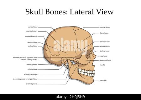 Menschlicher Schädel, medizinisches Poster, anatomisches medizinisches Horoskop menschlicher Schädel Stock Vektor