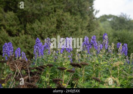 Herbstblühende leuchtend blaue Blütenköpfe auf einer Mehrjährigen Mönchshaubenpflanze (Aconitum carmichaelii 'Arendsii'), die an einer krautigen Grenze wächst Stockfoto