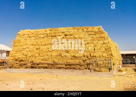 Riesiger Heustapel zur Fütterung von Pferden auf dem Hof in Turkistan, Kasachstan Stockfoto