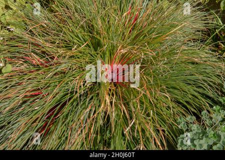 Leuchtend rote und grüne Blätter und blassen blauer Blütenkopf auf einer Crimson Bromeliad Pflanze (Fascicularia bicolor), die in einem Garten in Rural Devon, England, wächst Stockfoto