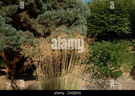 An einem sonnigen Herbsttag in einem Country Cottage Garden wachsen federleichte Federn des Zierpflanzengrases oder der Goldenen Hafer (Stipa gigantea) Stockfoto